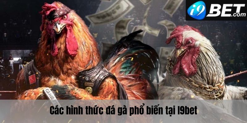 Các hình thức đá gà phổ biến nhất hiện nay