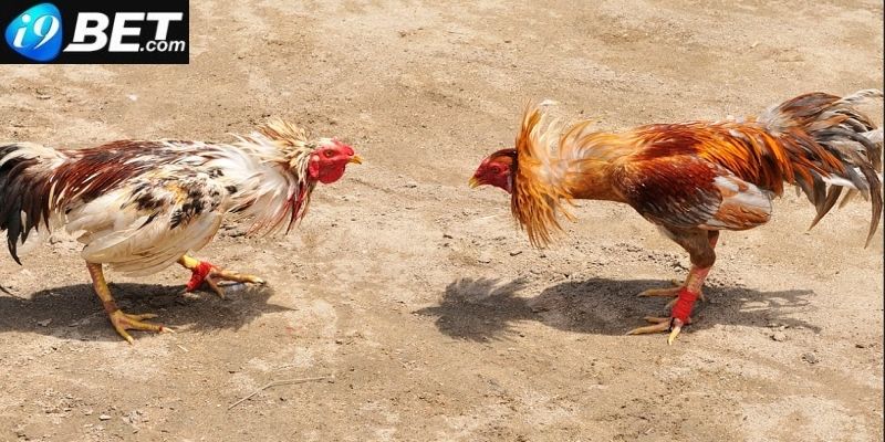 Quy trình diễn ra 1 trận đấu giữa 2 chiến kê